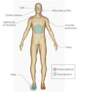Endocapteurs et exocapteurs posturaux du corps humain