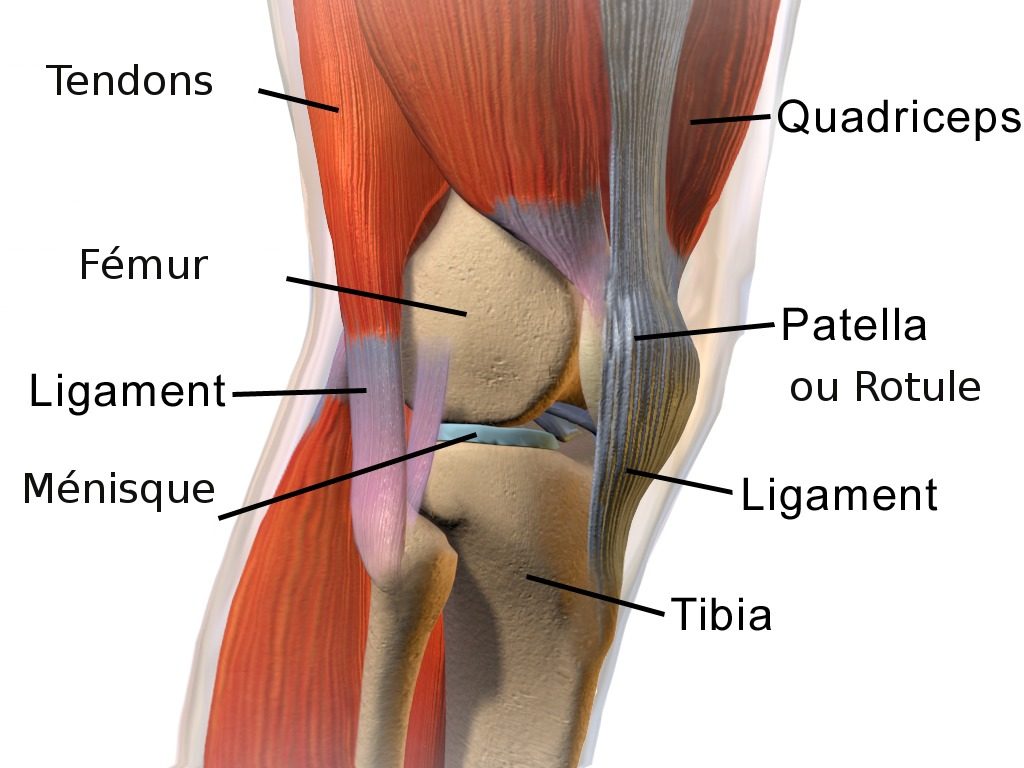 Le genou possede des os mais aussi des ligaments, ménisques, tendons pour le soutenir