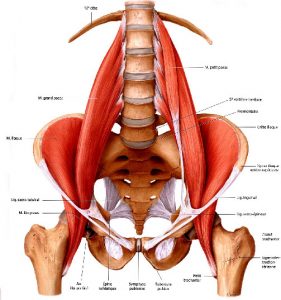 Le muscle psoas s'insere sur les lombaire et rejoint le fémur avec le muscle ilaque