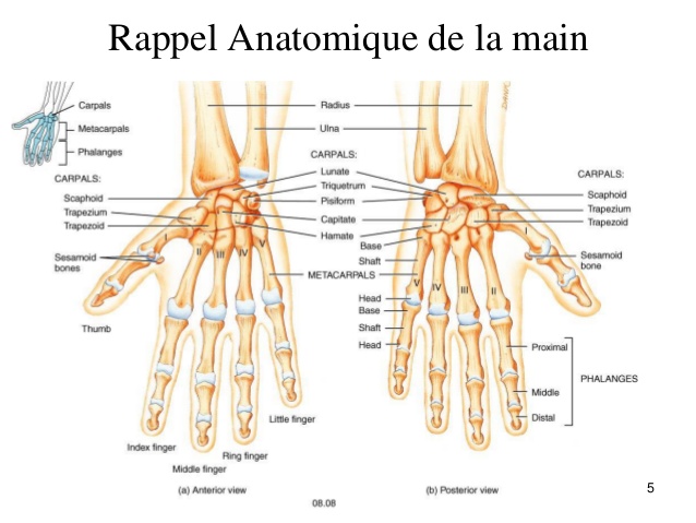 Les nombreuses articulations de la main et l'ostéopathie.